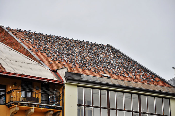 A2B Pest Control are able to install spikes to deter birds from roofs in St Johns Wood. 